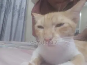 Persian Cat Mixed Golden Colour