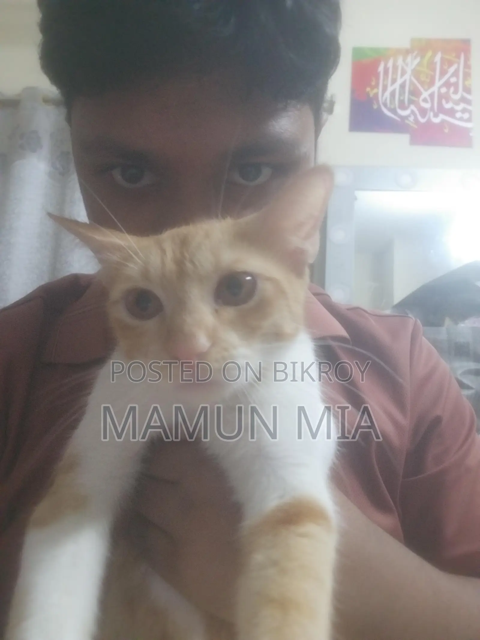 Persian Cat Mixed Golden Colour