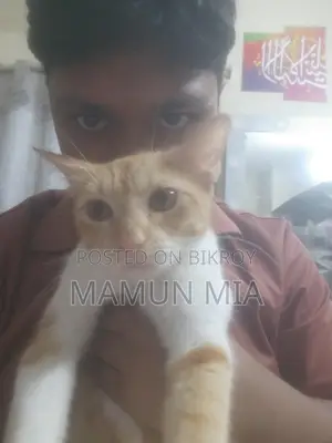 Persian Cat Mixed Golden Colour