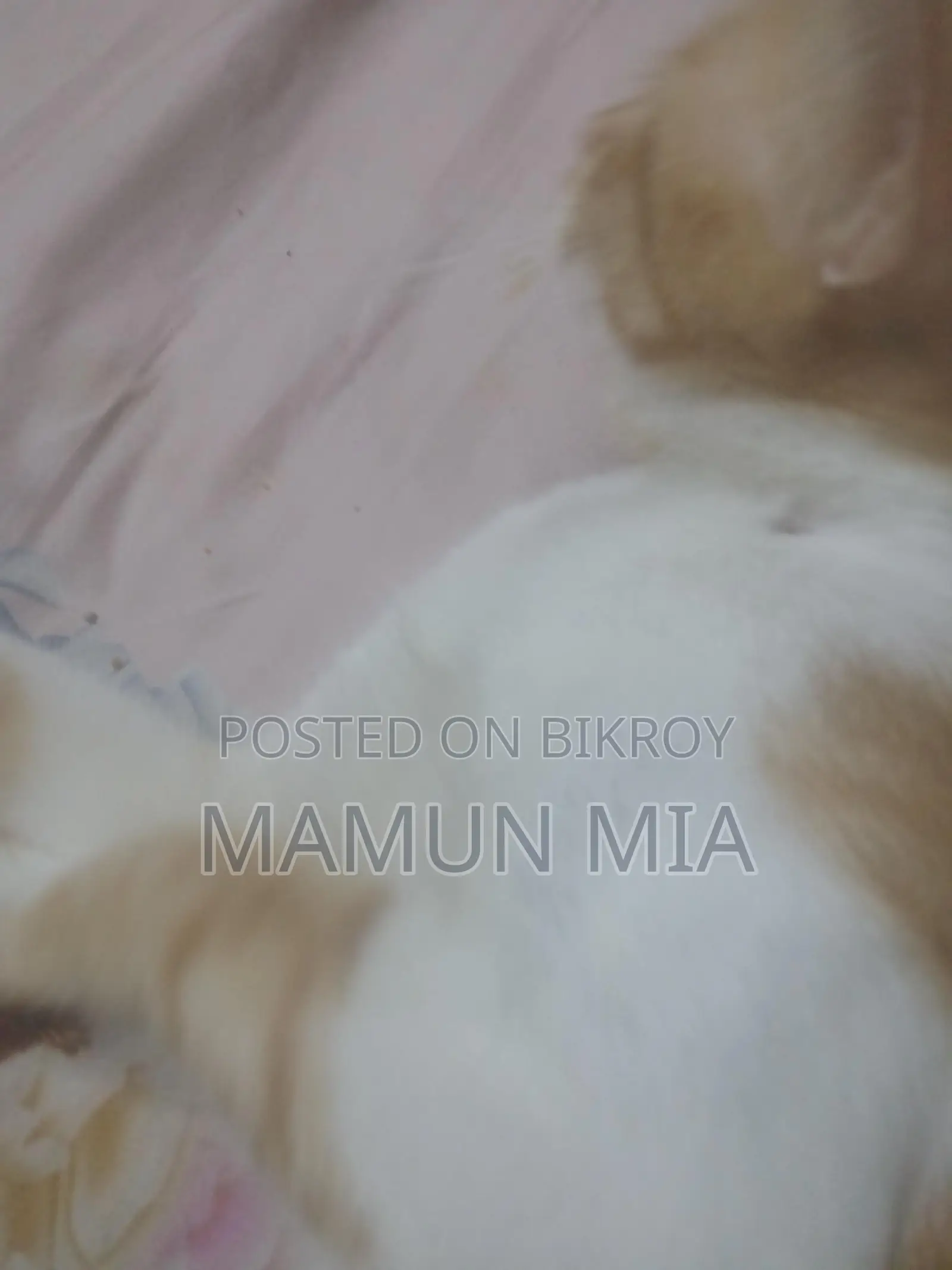Persian Cat Mixed Golden Colour