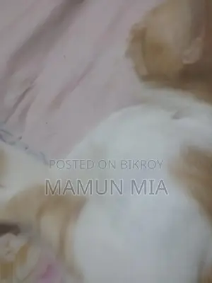 Persian Cat Mixed Golden Colour