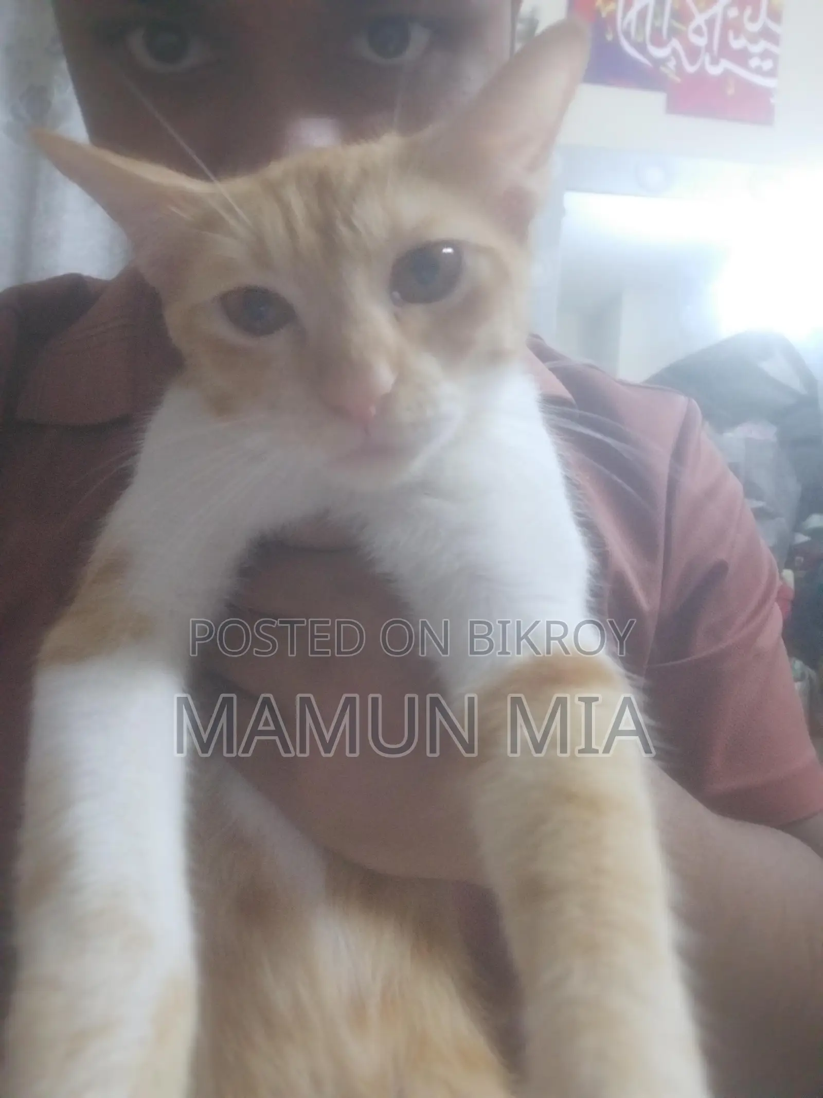 Persian Cat Mixed Golden Colour