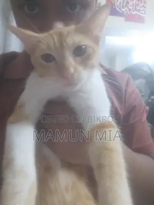 Persian Cat Mixed Golden Colour