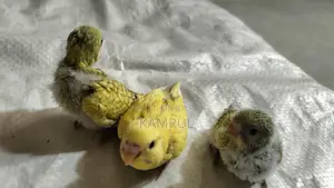 Bajrigar Baby spangle