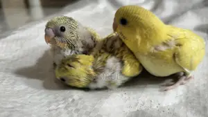 Bajrigar Baby spangle