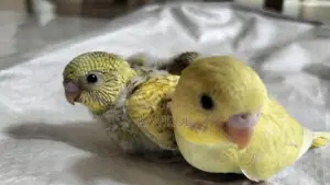 Bajrigar Baby spangle
