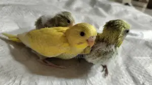 Bajrigar Baby spangle