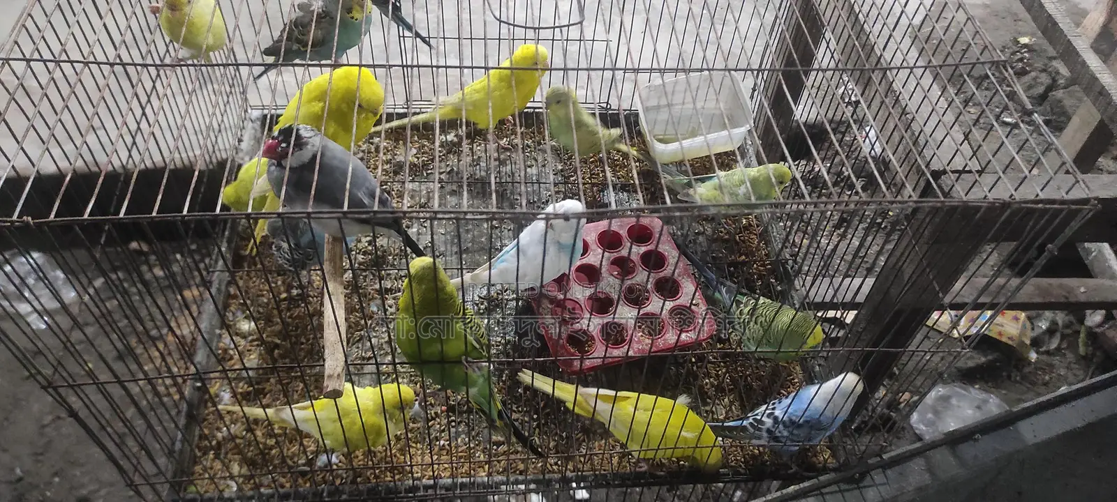 Breeding Budgie Birds for Sale