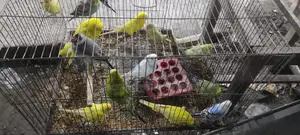 Breeding Budgie Birds for Sale