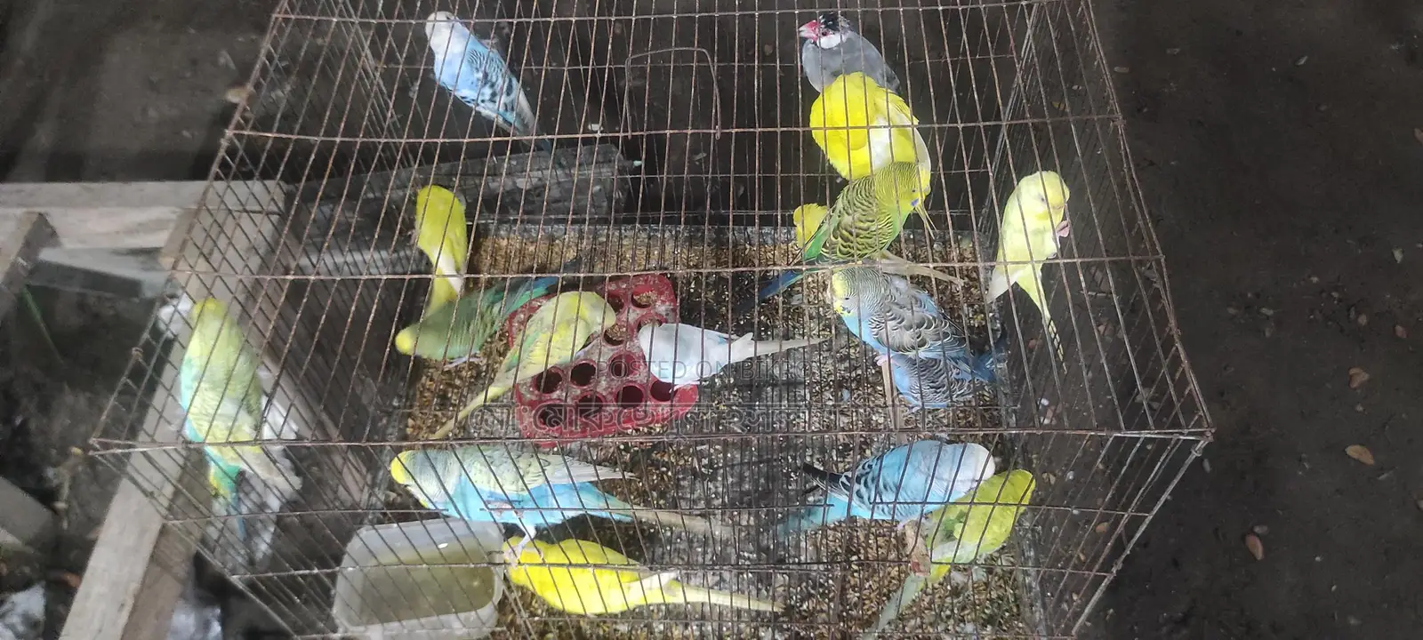 Breeding Budgie Birds for Sale