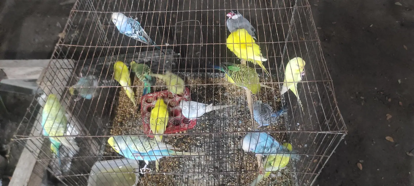 Breeding Budgie Birds for Sale