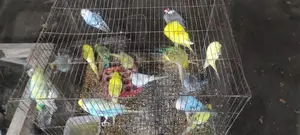 Breeding Budgie Birds for Sale