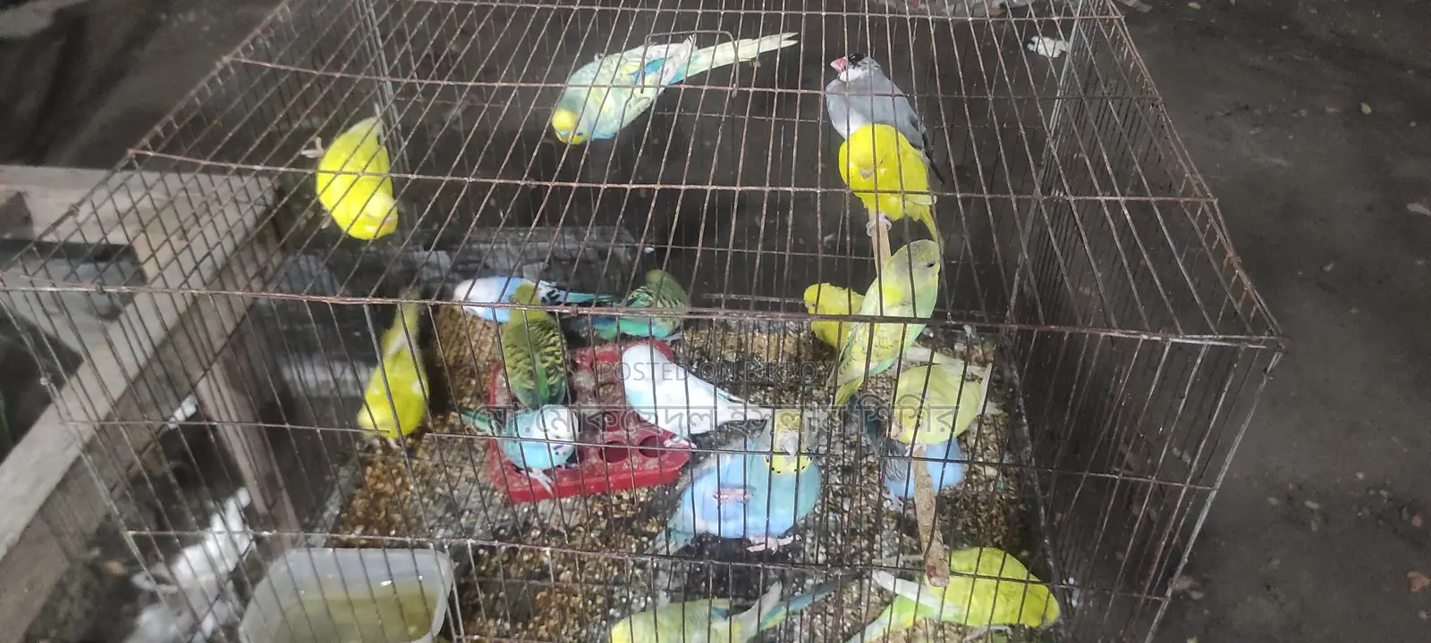 Breeding Budgie Birds for Sale