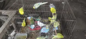 Breeding Budgie Birds for Sale
