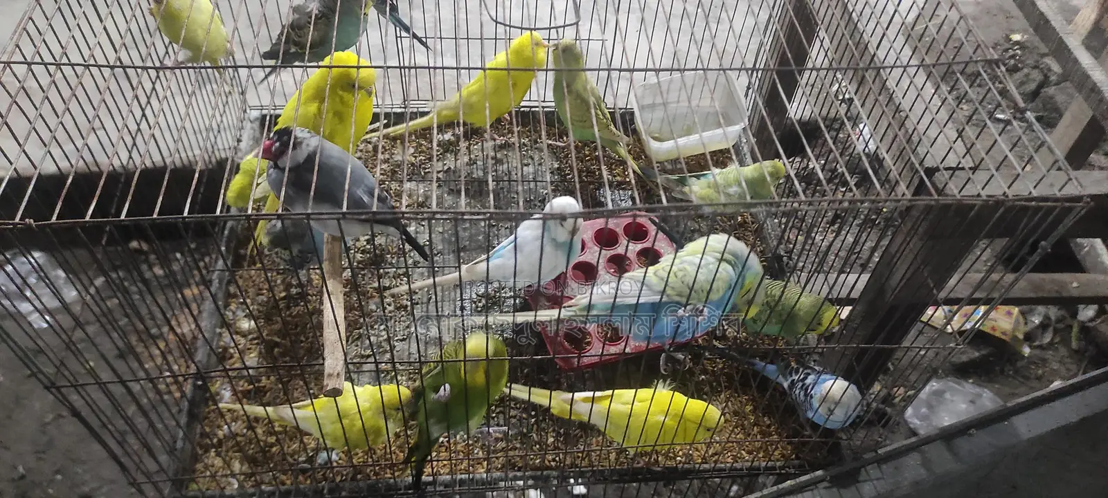 Breeding Budgie Birds for Sale