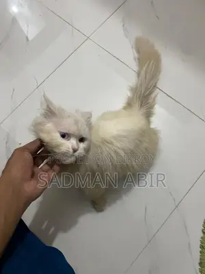 Persian Odd Eye