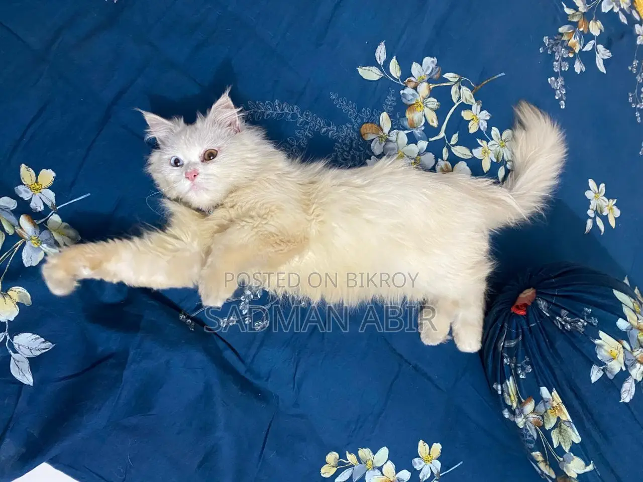 Persian Odd Eye