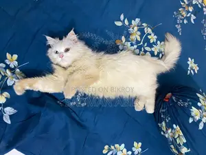 Persian Odd Eye