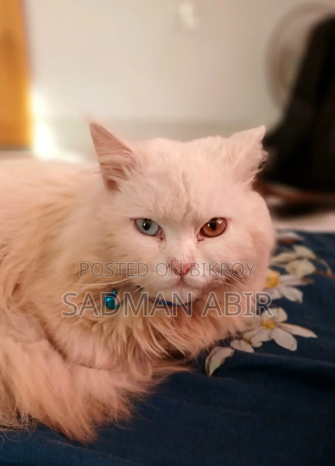 Persian Odd Eye