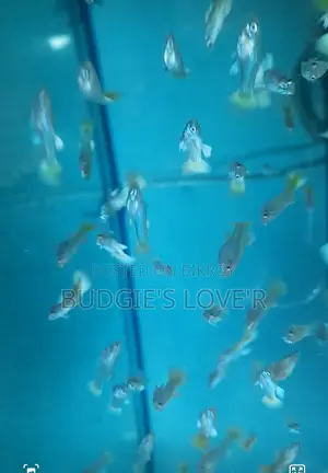 Gold Guppy