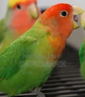 Running Female Lovebird