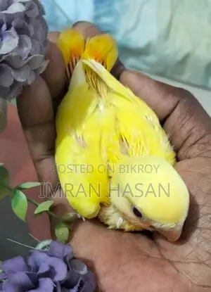 Love Bird Baby For Sale