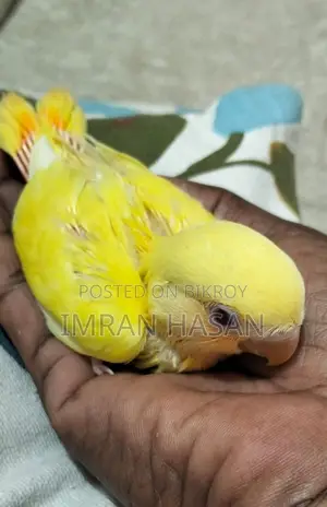 Love Bird Baby For Sale