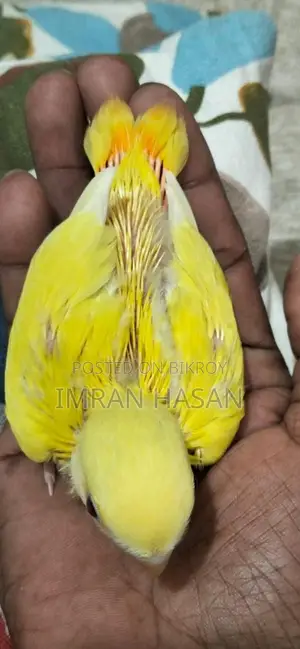 Love Bird Baby For Sale
