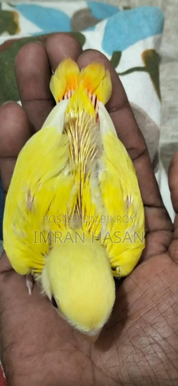 Love Bird Baby For Sale