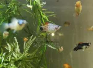 Colourful Fish