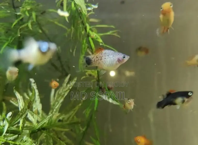 Colourful Fish