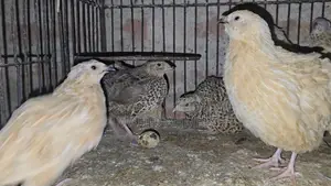 জাম্বু কোয়েল