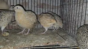 জাম্বু কোয়েল