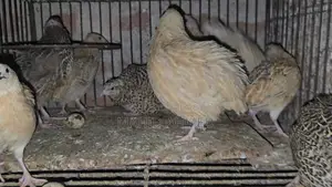 জাম্বু কোয়েল