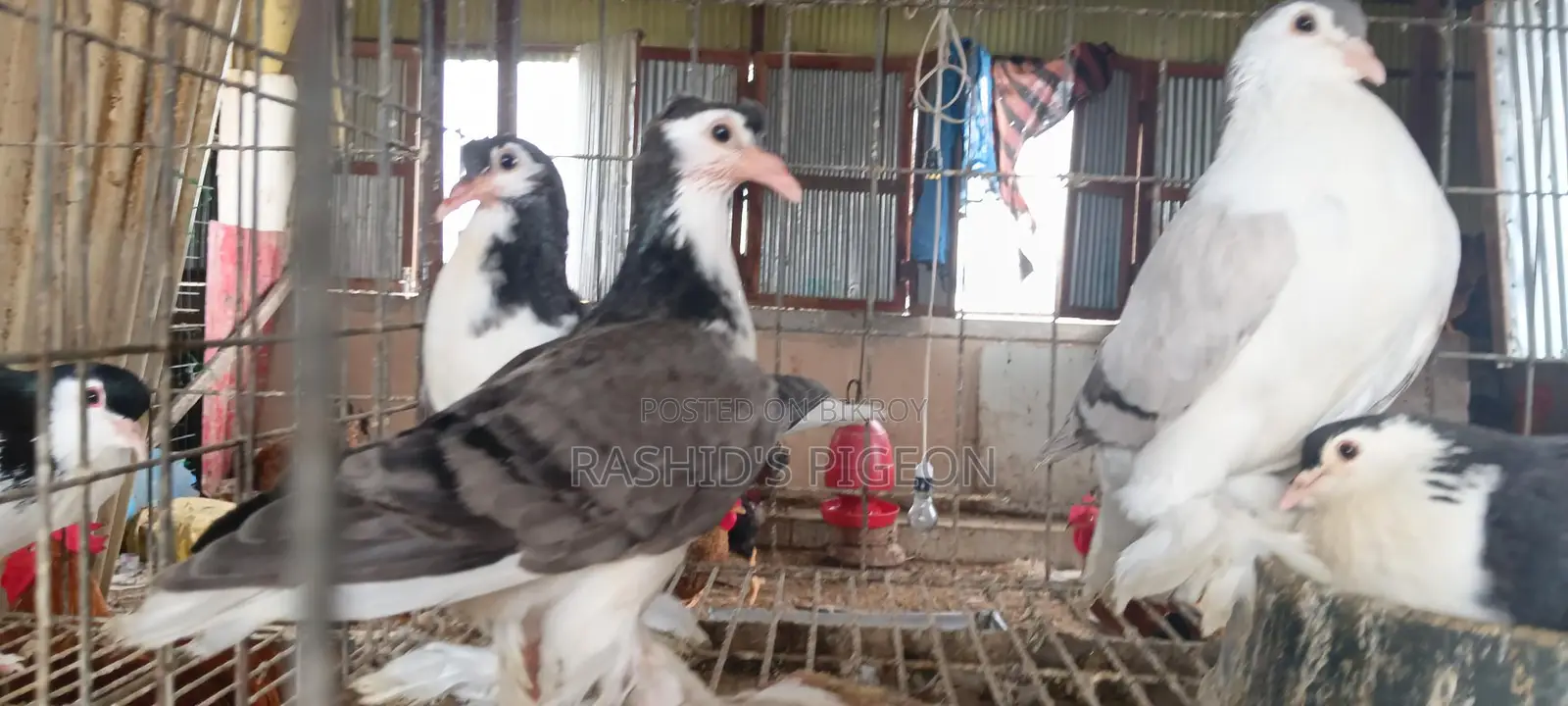 Siraji Pigeons with Eggs and Chicks