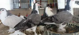 Siraji Pigeons with Eggs and Chicks