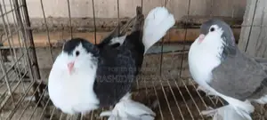 রানিং কবুতর পেয়ার