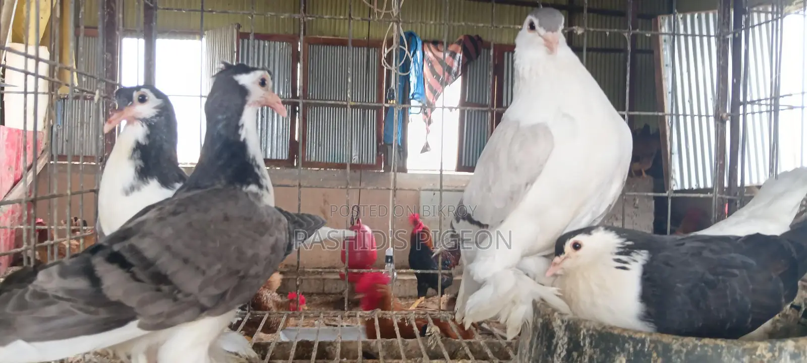 Siraji Pigeons with Eggs and Chicks
