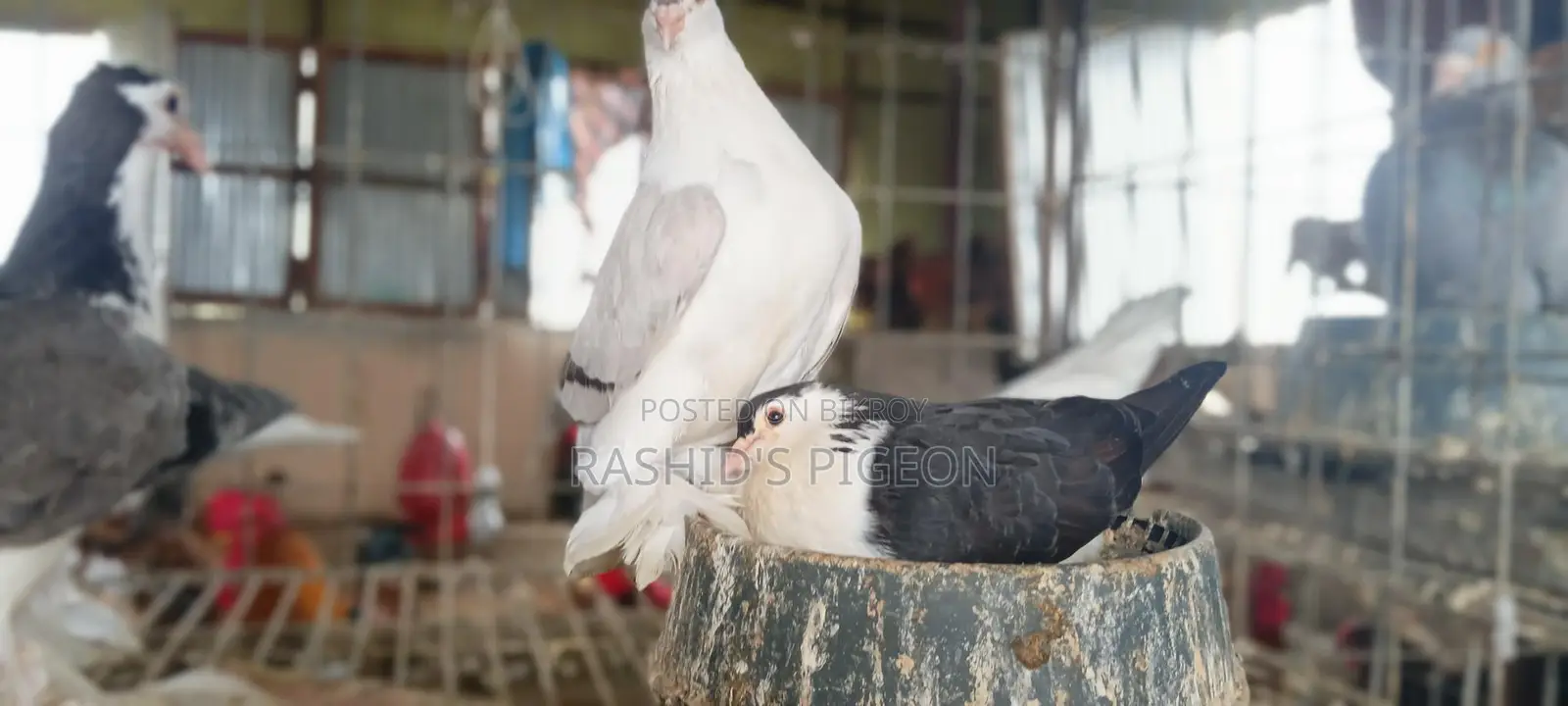 Siraji Pigeons with Eggs and Chicks