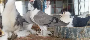 Siraji Pigeons with Eggs and Chicks