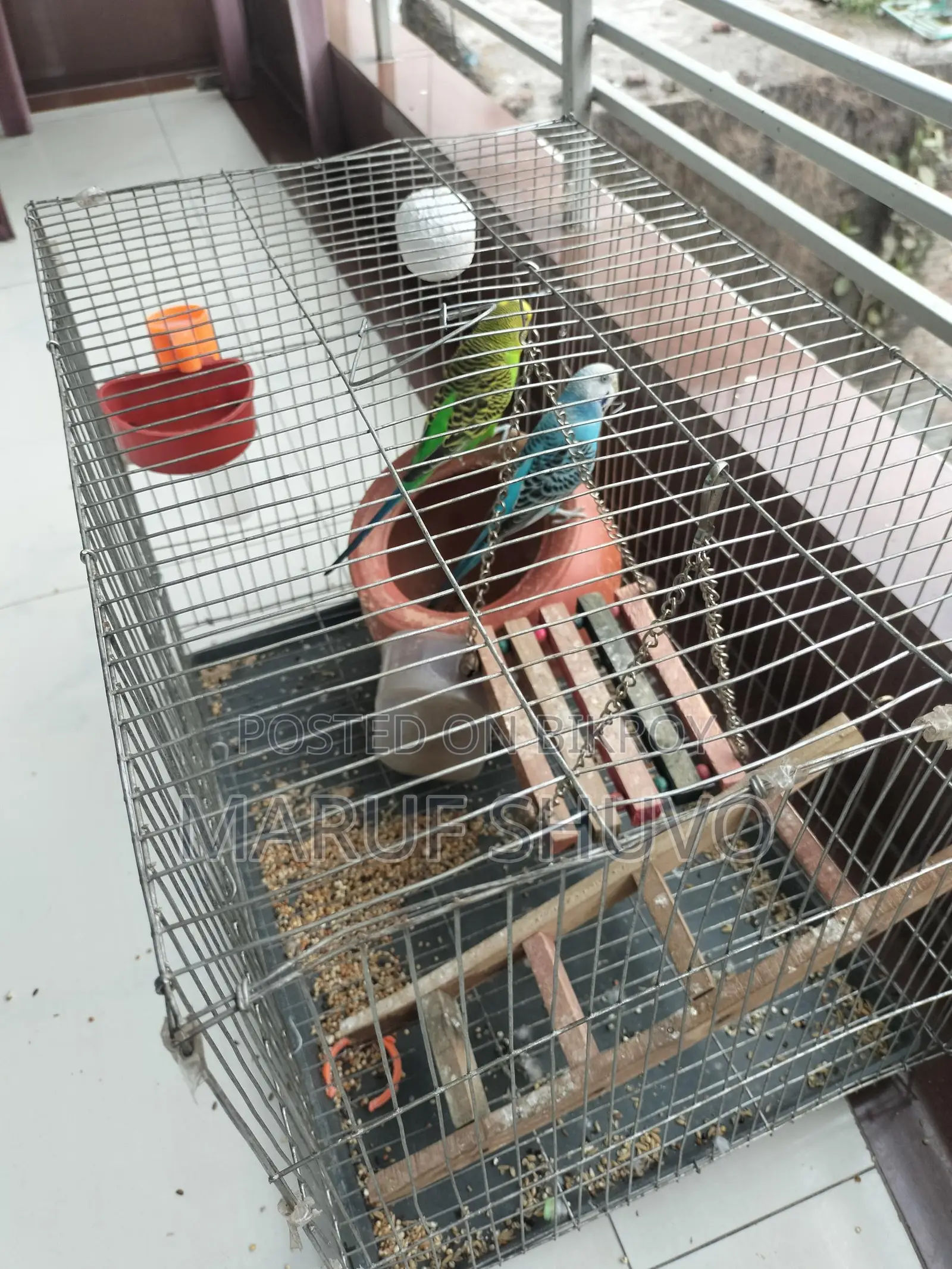 Bazigar Bird Couple