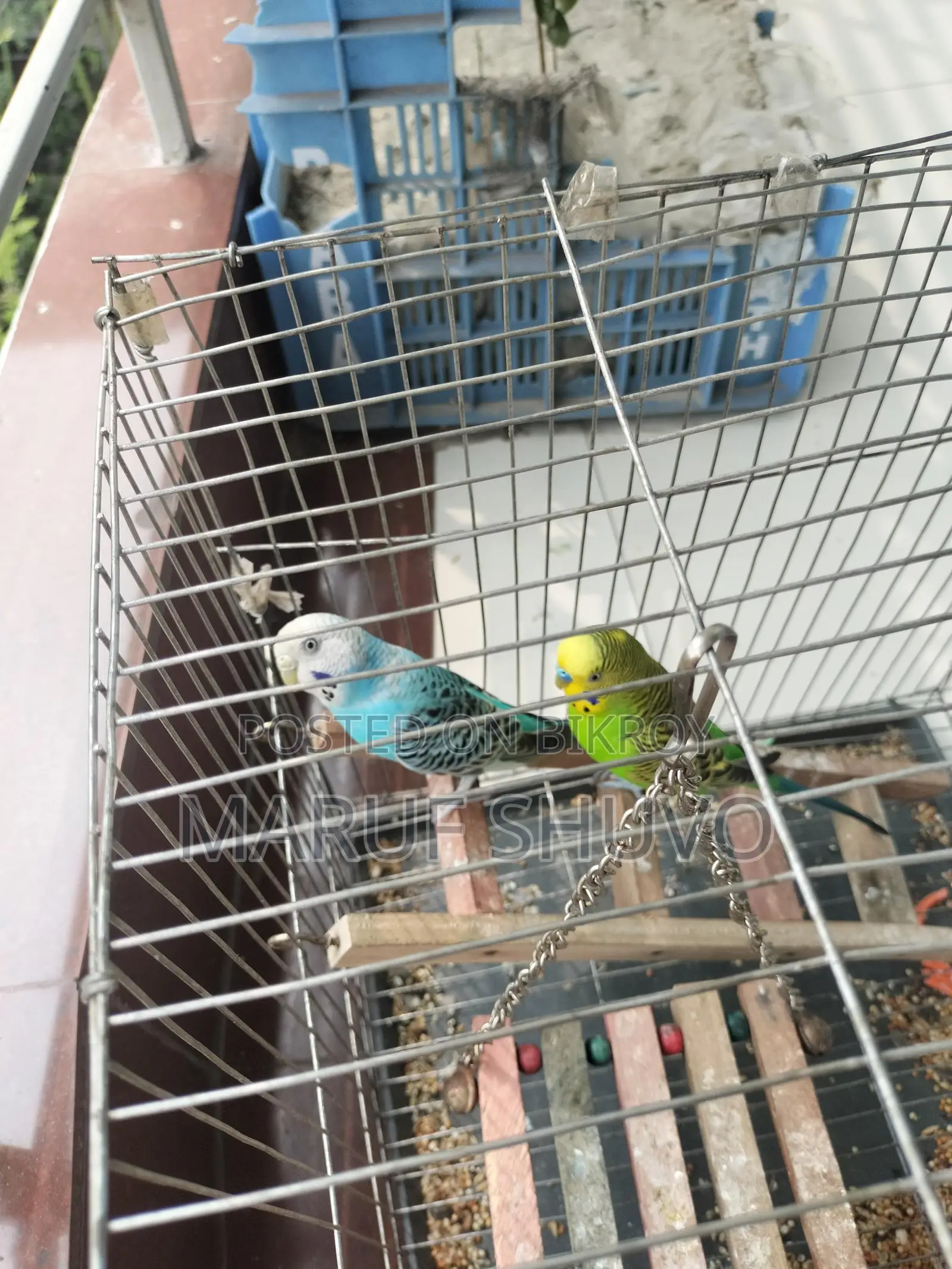 Bazigar Bird Couple