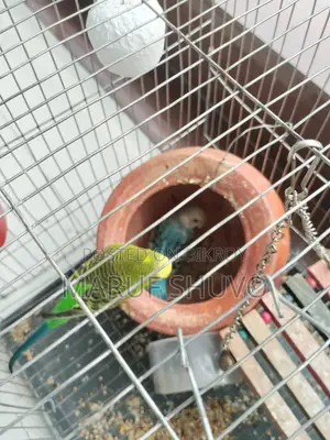 Bazigar Bird Couple