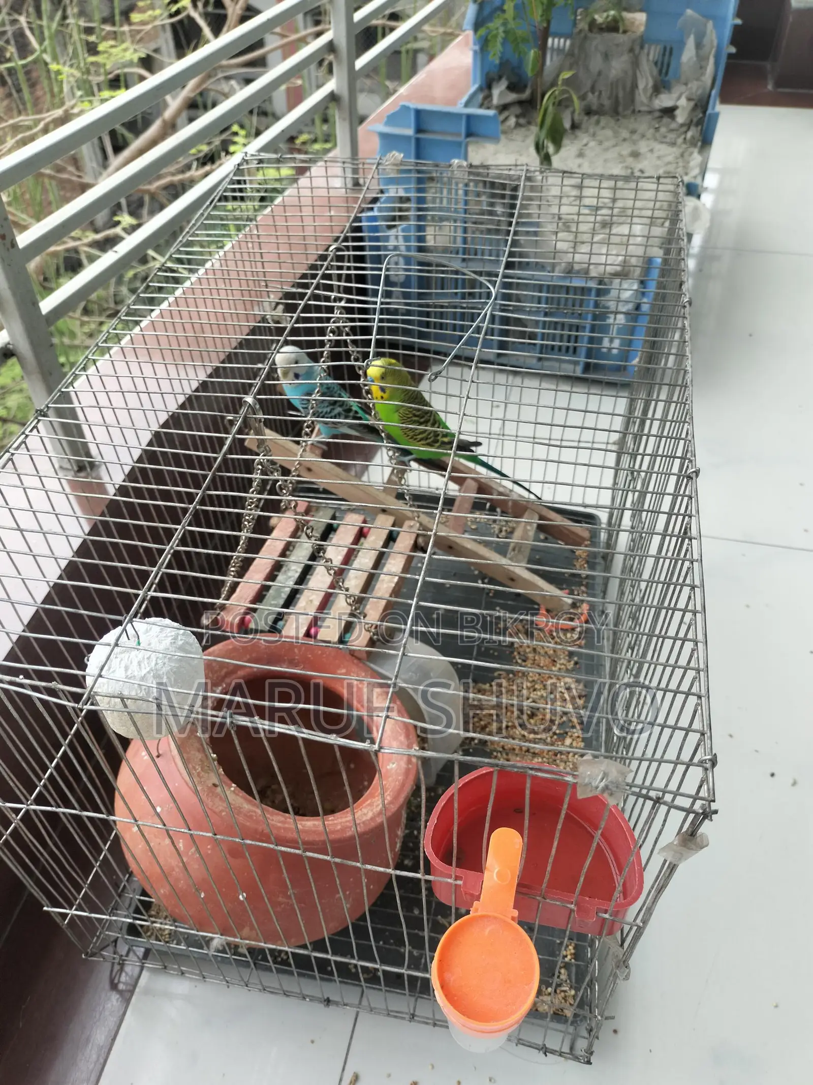 Bazigar Bird Couple