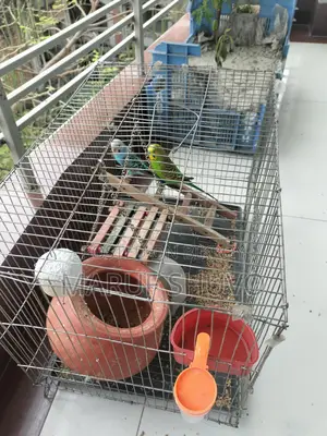 Bazigar Bird Couple