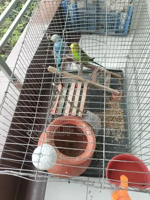 Bazigar Bird Couple