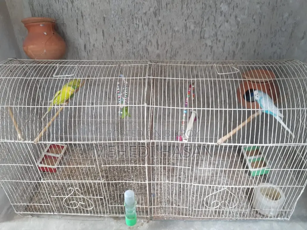 2 Pairs of Budgie Birds for Sale