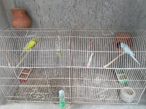 2 Pairs of Budgie Birds for Sale