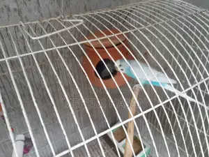 2 Pairs of Budgie Birds for Sale