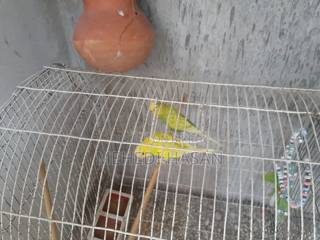2 Pairs of Budgie Birds for Sale